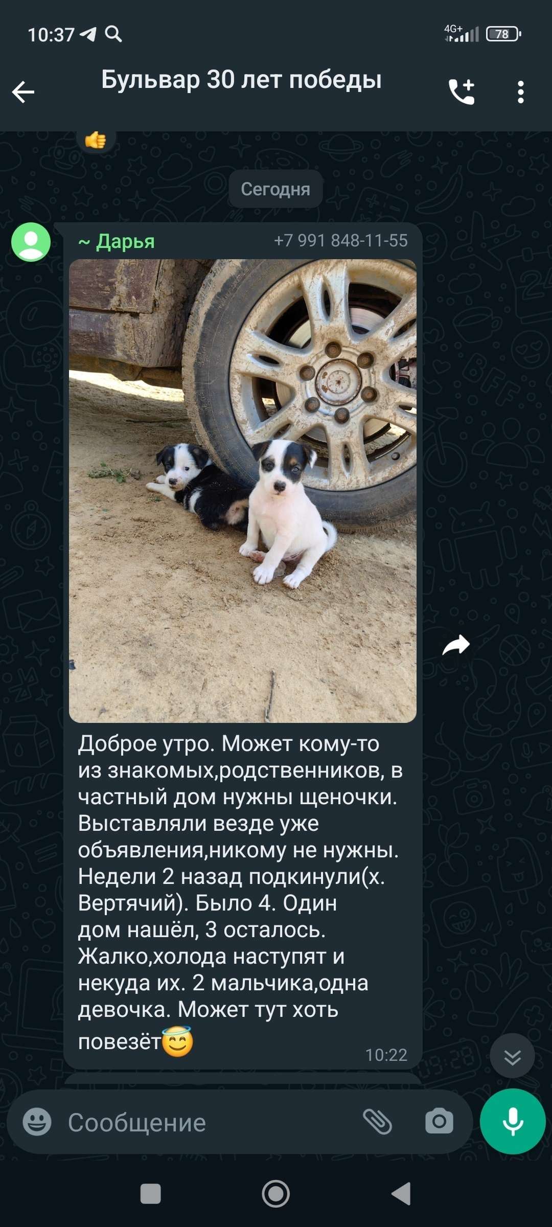 Щенки.jpg
