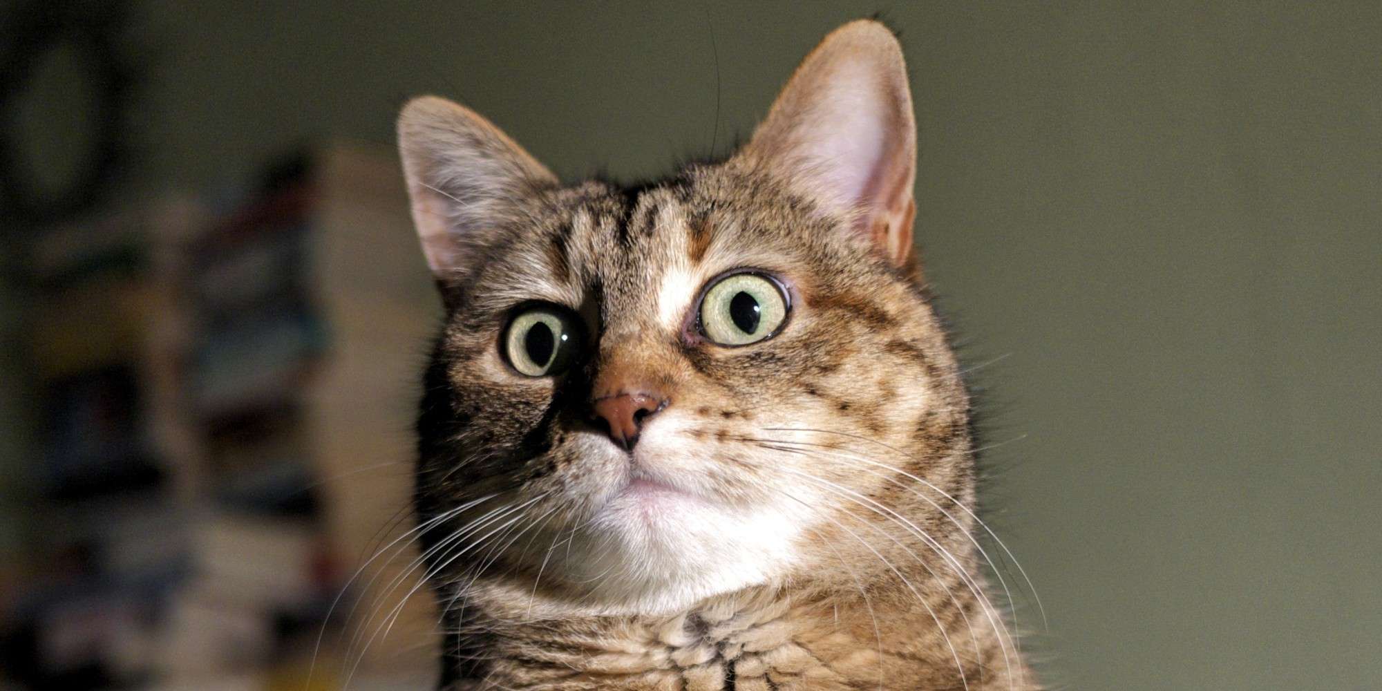 o-SURPRISED-CAT-facebook.jpg