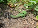lizards.jpg