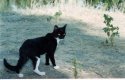 cat.jpg