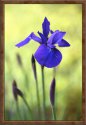 iris.jpg