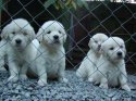 pups1[1].jpg