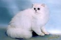 кошка шиншила.jpg