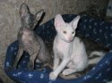 2КОШКИ В ЛУКОШКИ.jpg