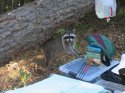 racoon greetings_1200_900.jpg