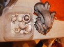 DSCF3581.jpg