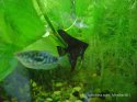 mosika_901_00003.jpg