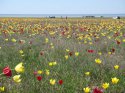 DSC07374_1.jpg