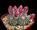 k1_Echinocereus_amoenus_San Felipe 10K.jpg