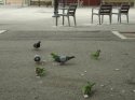 DSC02993.jpg