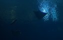 under water 1.jpg