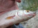 DSCF1423.jpg