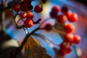 DSC00728-web.jpg