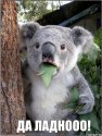 koala_34587312_orig_.jpg