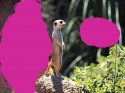 MARMOT 1.jpg