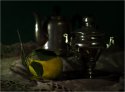 DSC04225-web.jpg