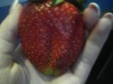 IMG0043A.jpg