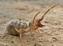 solifugae_78.jpg