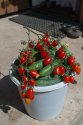DSC00519.jpg
