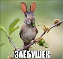 заебушек.jpeg