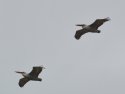DSC_4982.JPG