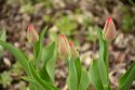 DSC_0832.jpg