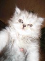 IMG_1599_thumb.jpg