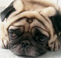 pug.jpg