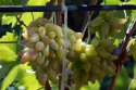 DSC07291.jpg