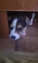 IMG-20161102-WA0025.jpeg