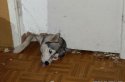 troubles_with_husky_41.jpg