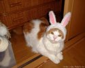 кот-заяц.jpg