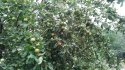 IMG_20170723_124117.jpg