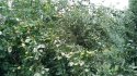 IMG_20170723_124126.jpg