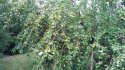 IMG_20170723_124311.jpg