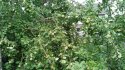 IMG_20170723_124319.jpg