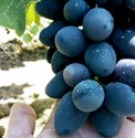 IMG_20170813_095350_133.jpg