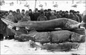 Рыбаки_с_уловом_из_Волги_1924г.jpg