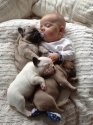 French_bulldogs_pixanews-1.jpg
