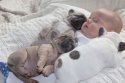 French_bulldogs_pixanews-6-680x453.jpg