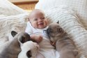 French_bulldogs_pixanews-8-680x453.jpg