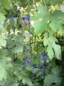 image%3A131105.jpg