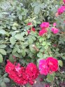 image%3A131118.jpg