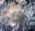 IMG_0026.jpg