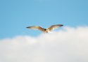 DSC_0208.jpg