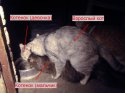 Кот-гомосек.jpg