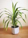 pandanus_veitchii.jpg