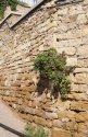 stone bush.jpg