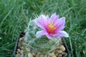 Mammillaria boolii.jpg