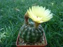 Notocactus ottonis.jpg
